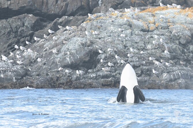 Victoria Whale Watching Tour by Zodiac - Captain and guide energy: why people talk about names like Cam and Ian