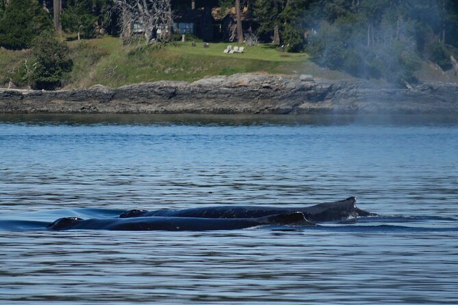Victoria Whale Watching Tour by Zodiac - Who should book this Zodiac whale watch (and who should skip it)