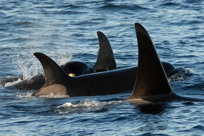 Victoria Whale Watching Tour by Zodiac - Whale watching in season: what you might see (and what changes)