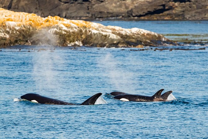 Victoria Whale Watching Tour on a Covered Vessel - What your 3 hours usually feel like on the water