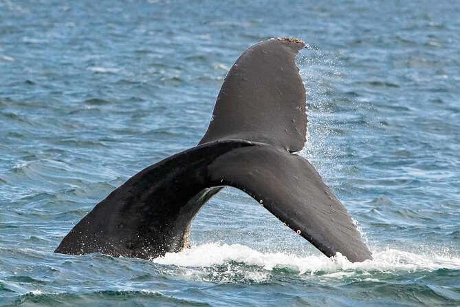 Victoria Whale Watching Tour on a Covered Vessel - Price and value: is $136.42 a good deal?