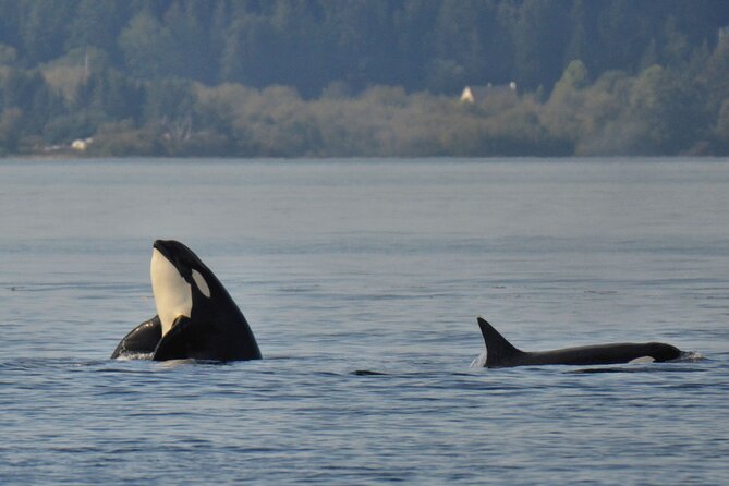 Victoria Whale Watching Tour on a Covered Vessel - Packing tips: what to wear for a covered-deck day