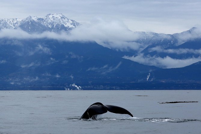 Victoria Zodiac Boat Whale Watching Adventure - Wildlife targets: orcas, humpbacks, and the bonus species you may catch