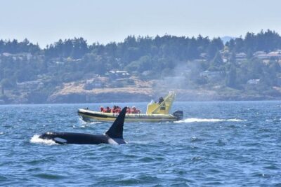 Victoria Zodiac Boat Whale Watching Adventure - The suit matters: comfort, warmth, and safety at sea level