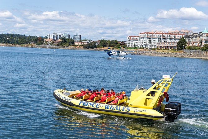 Victoria Zodiac Boat Whale Watching Adventure - How the 3-hour outing actually feels from start to finish