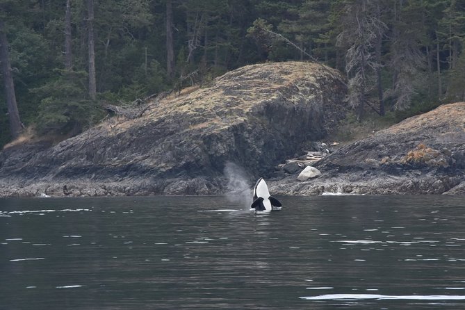 Victoria Zodiac Boat Whale Watching Adventure - Skippers you’ll hear about: Gary, Mark, Raj, and George