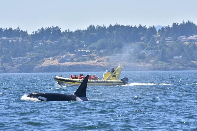 Victoria Zodiac Boat Whale Watching Adventure - The suit matters: comfort, warmth, and safety at sea level
