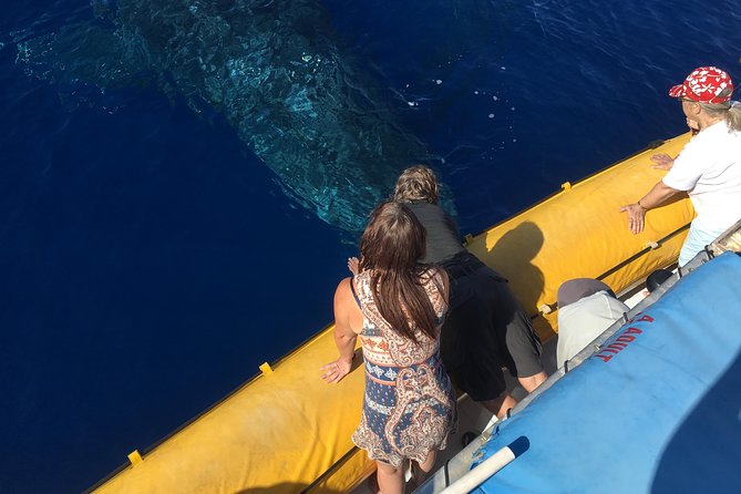 VIP (12 Guests ONLY) Ultimate Whale Watch - Key things that make this VIP whale watch work