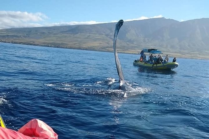 VIP (12 Guests ONLY) Ultimate Whale Watch - Lahaina Harbor, but with a VIP-sized group
