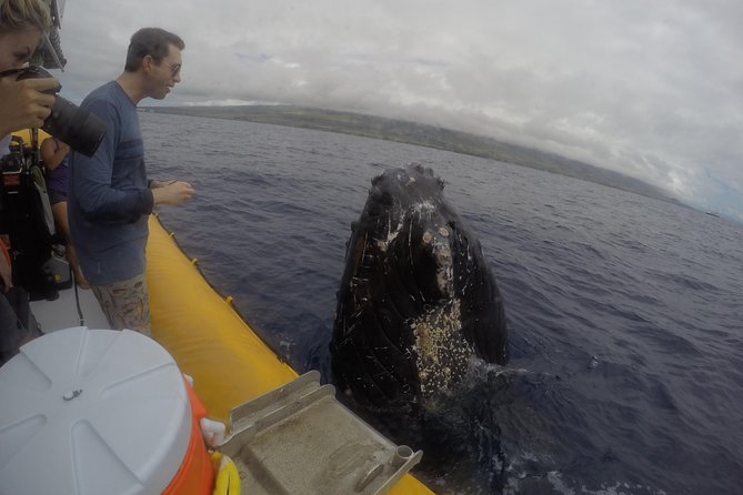 VIP (12 Guests ONLY) Ultimate Whale Watch - What you can expect to see in humpback season (Dec–Apr)