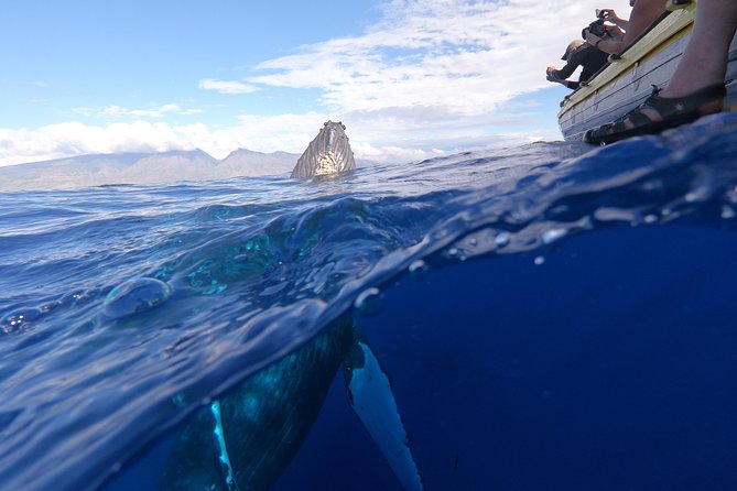 VIP (12 Guests ONLY) Ultimate Whale Watch - Onboard marine naturalist talks: what makes the learning stick