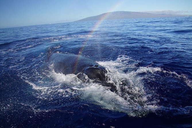 VIP (12 Guests ONLY) Ultimate Whale Watch - Price and value: $125 for close-up, small-group time