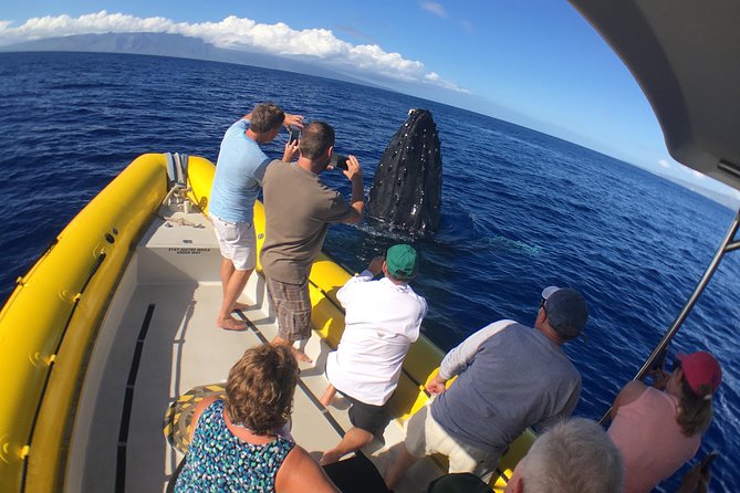 VIP (12 Guests ONLY) Ultimate Whale Watch - Who should book this whale watch (and who should reconsider)