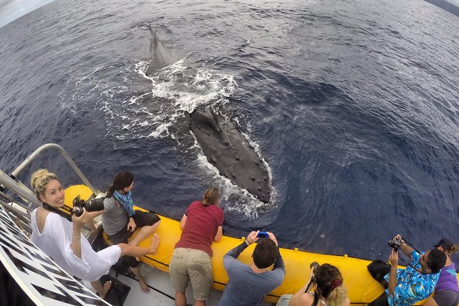 VIP (12 Guests ONLY) Ultimate Whale Watch - The 2-hour flow: finding whales, listening with hydrophone, and cameras ready