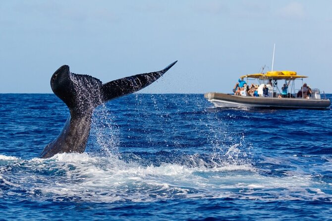 VIP Premiere Whale Watch Kaanapali Beach MAX 12 PASSENGERS - What’s Included vs. What You’ll Need to Bring