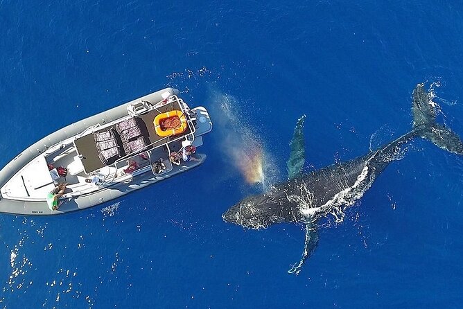 VIP Premiere Whale Watch Kaanapali Beach MAX 12 PASSENGERS - Small Boat Comfort (MAX 12) and Why Fewer People Matter