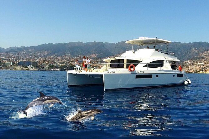 VipDolphins Luxury Whale Watching - Key highlights at a glance