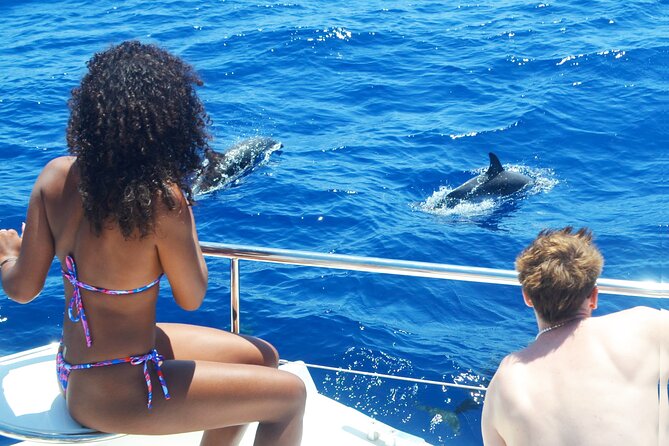 VipDolphins Luxury Whale Watching - Whale and dolphin spotting: how the experience actually plays out
