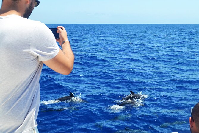 VipDolphins Luxury Whale Watching - Who should book this Madeira whale watching trip