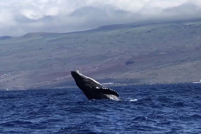 Waikiki Deluxe Catamaran Whale Watch - Boarding at Kewalo Basin: Getting Started Without Stress