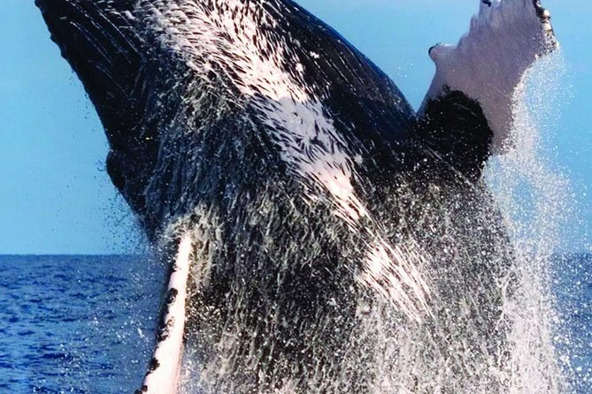 Waikiki Deluxe Catamaran Whale Watch - Stop-by-Stop: What Kewalo Basin and Waikiki Add to Your Route