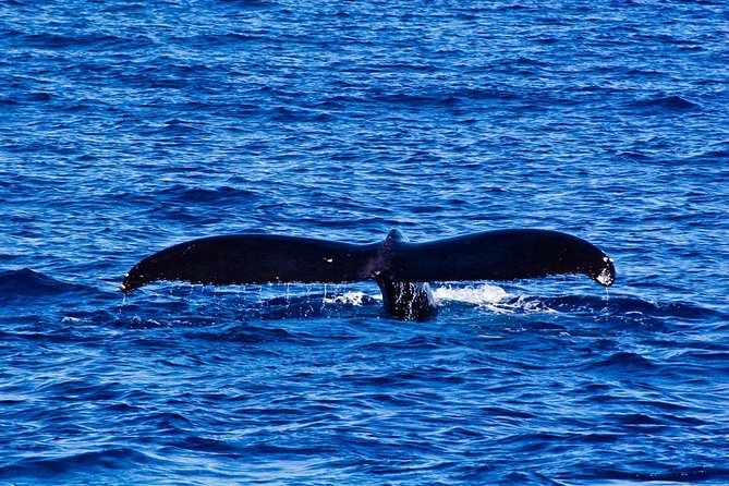 Waikiki Deluxe Catamaran Whale Watch - Food, Drinks, and the $89 Value Math