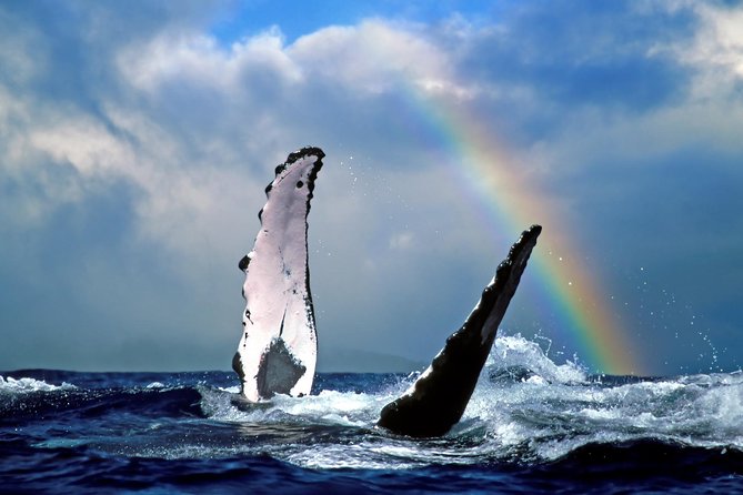 Waikiki Deluxe Catamaran Whale Watch - Should You Book This Waikiki Deluxe Catamaran Whale Watch?