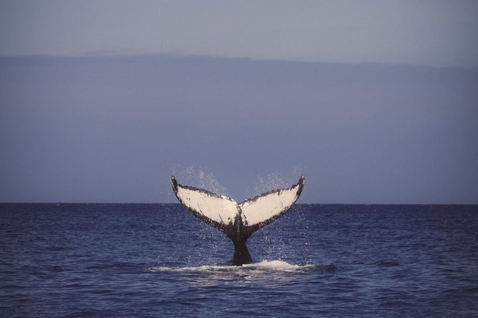 Waikiki Deluxe Catamaran Whale Watch - The Whale-Spotting Game Plan: What You’ll Learn to See