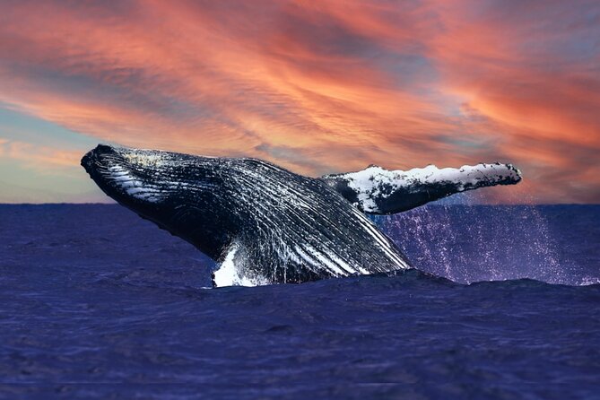 Waikiki, Oahu 2-Hour Whale Watching: Guaranteed Sightings - Key points to know before you go