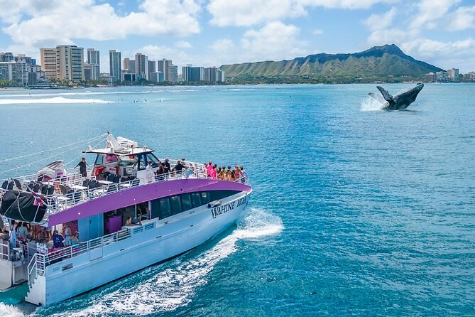 Waikiki, Oahu 2-Hour Whale Watching: Guaranteed Sightings - When whales don’t show: the real meaning of guaranteed sightings