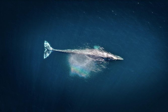 Waikiki, Oahu 2-Hour Whale Watching: Guaranteed Sightings - Price and value: is $45.31 a smart deal?