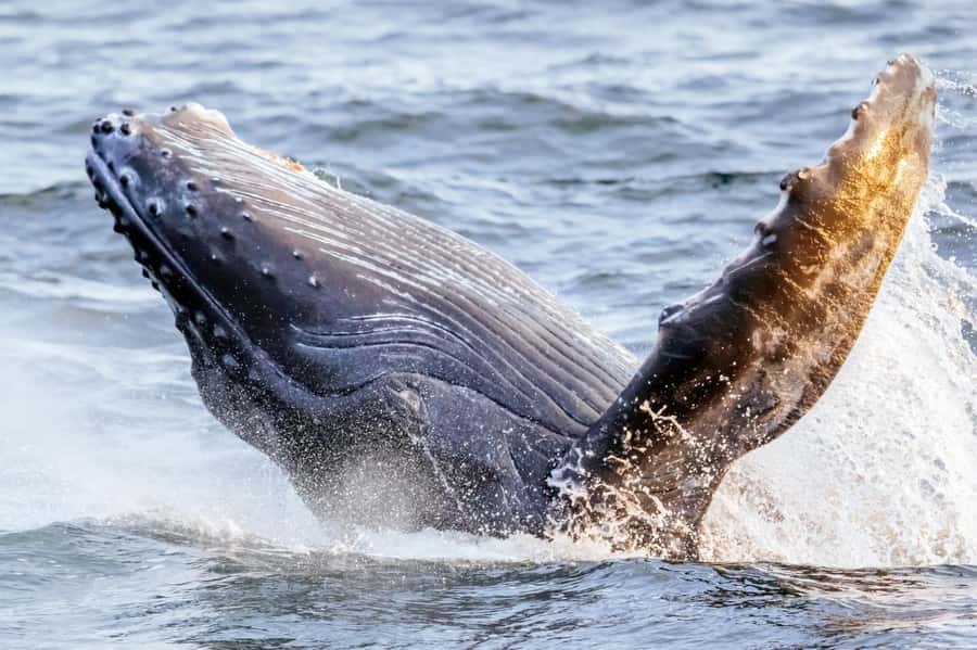 Waikiki: Sunset Whale Watching with 2 Drinks (BYOB-Friendly) - Key things I’d watch for on this cruise
