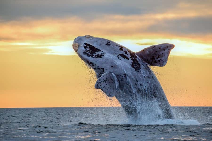 Waikiki: Sunset Whale Watching with 2 Drinks (BYOB-Friendly) - Why Waikiki sunset timing helps you spot humpbacks