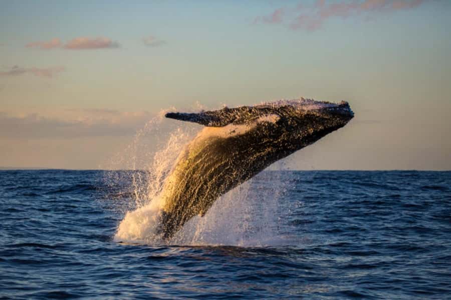Waikiki: Sunset Whale Watching with 2 Drinks (BYOB-Friendly) - Drinks and comfort: two cocktails plus BYOB
