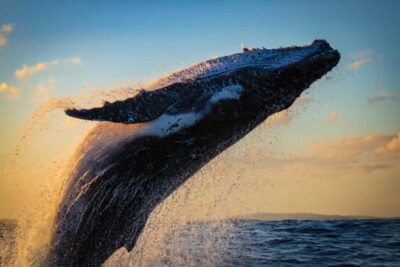 Waikiki: Sunset Whale Watching with 2 Drinks (BYOB-Friendly) - The 2-hour route: what you’ll experience from Pier E