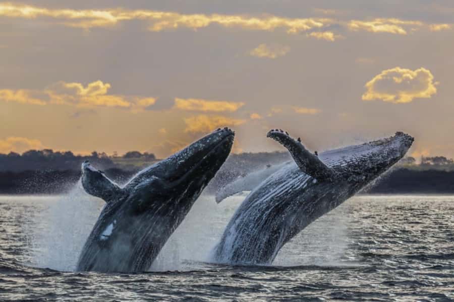 Waikiki: Sunset Whale Watching with 2 Drinks (BYOB-Friendly) - Value check: why $52 makes sense for what you get