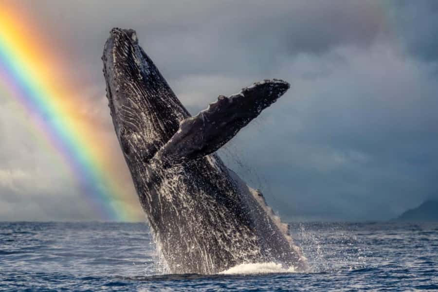 Waikiki: Sunset Whale Watching with 2 Drinks (BYOB-Friendly) - Who this sunset whale watch is best for
