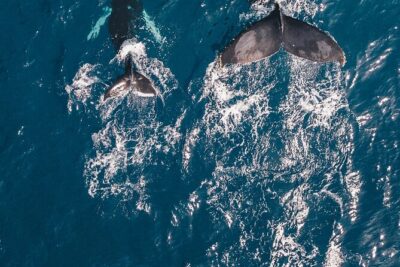 Waikiki Whale Watching Cruise - Sightings you can reasonably hope for (and what weather does to plans)