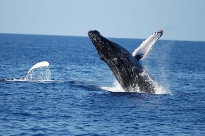 Waikiki Whale Watching Cruise with Snack & Trolley Transportation - The cruise itself: humpbacks, dolphins, and how to spot them fast