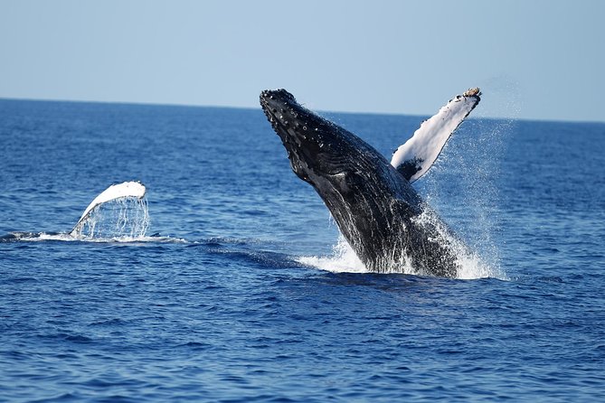 Waikiki Whale Watching Cruise with Snack & Trolley Transportation - The cruise itself: humpbacks, dolphins, and how to spot them fast