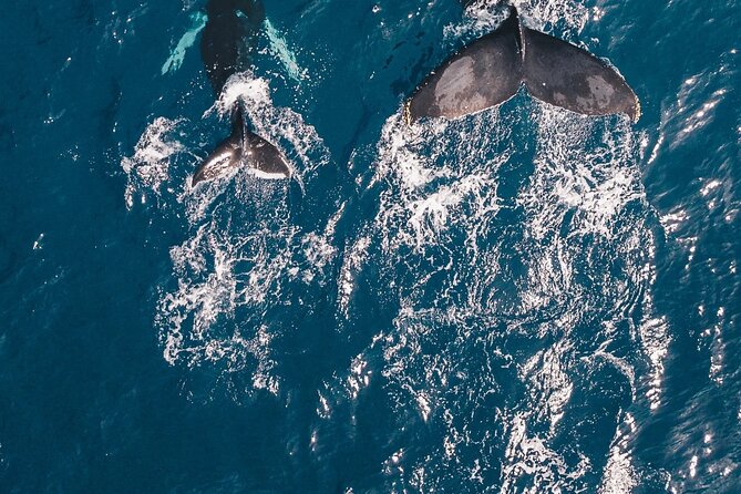 Waikiki Whale Watching Cruise - Sightings you can reasonably hope for (and what weather does to plans)