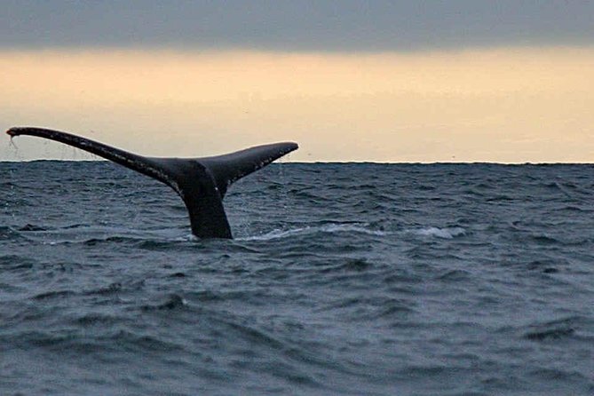 Waitukubuli Dolphin and Whale Watch in Dominica - Key points that make this whale watch worth your time