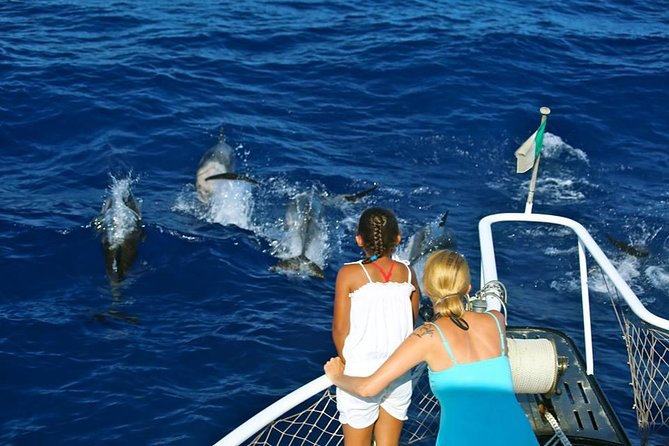 Waitukubuli Dolphin and Whale Watch in Dominica - From the Dominica Museum to Open Water: How the trip really plays out
