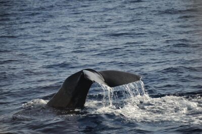 Waitukubuli Dolphin and Whale Watch in Dominica - Sperm whales, pilot whales, and humpbacks: what you’re looking for