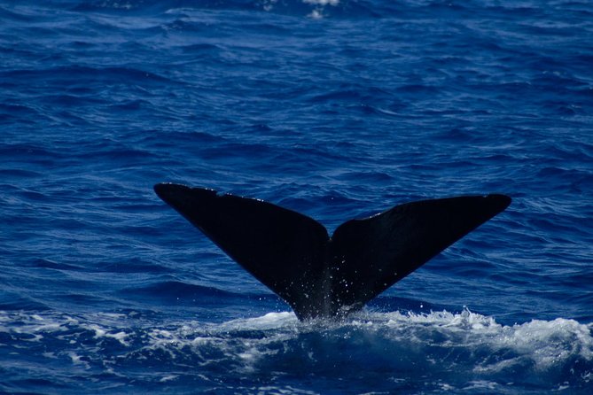 Waitukubuli Dolphin and Whale Watch in Dominica - The boat, the group size, and what $99 gets you