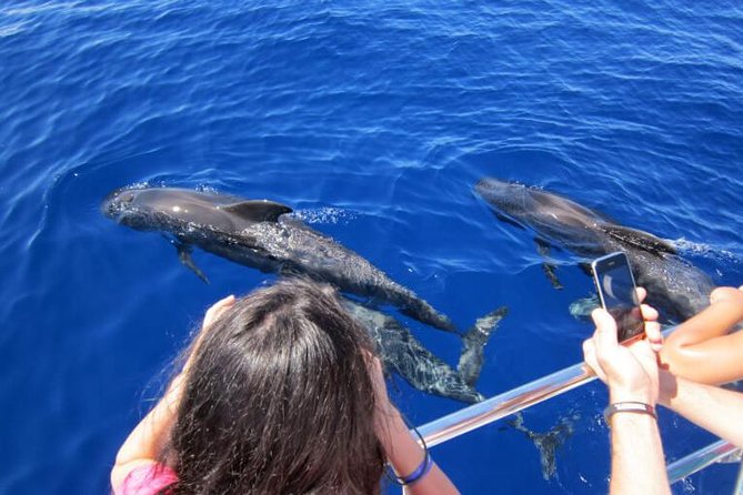 Waitukubuli Dolphin and Whale Watch in Dominica - Who this whale watch suits best (and who should think twice)