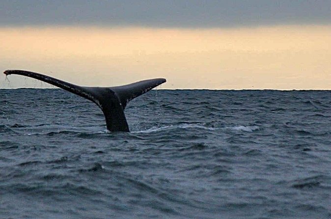 Waitukubuli Dolphin and Whale Watch in Dominica - Should you book Waitukubuli Dolphin and Whale Watch?
