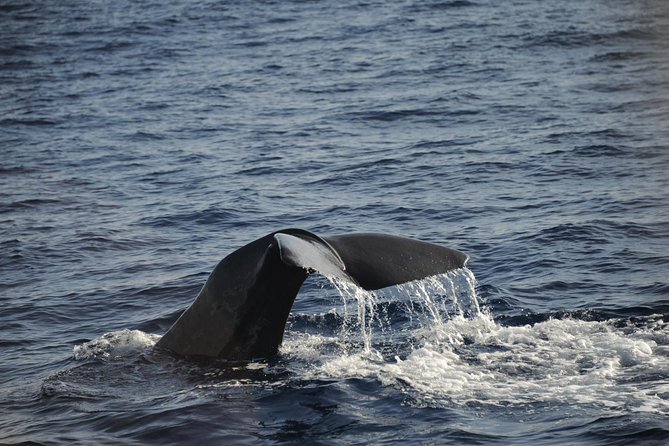 Waitukubuli Dolphin and Whale Watch in Dominica - Sperm whales, pilot whales, and humpbacks: what you’re looking for