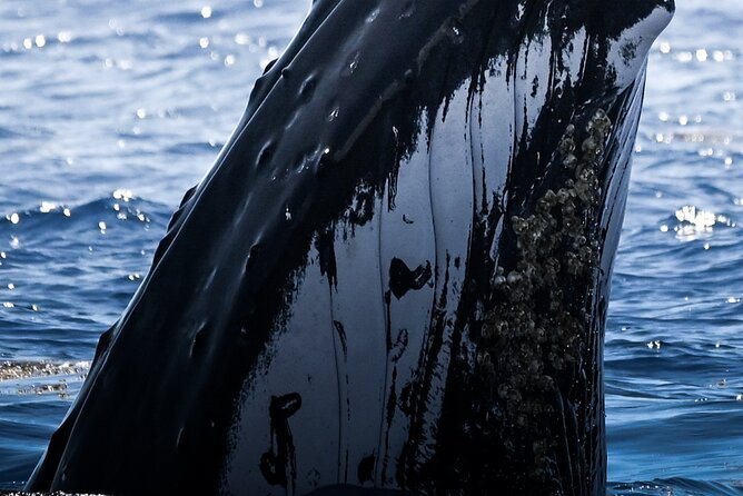 Watch and Swim with Humpback Whales in Moorea - Key points before you go