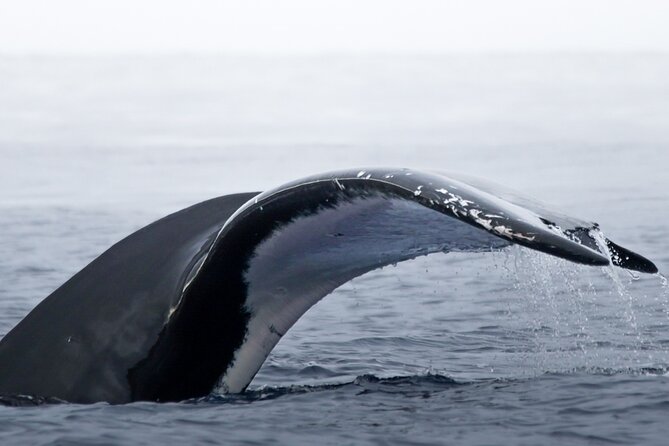 Watch and Swim with Humpback Whales in Moorea - Moorea humpbacks: why this swim tour feels special